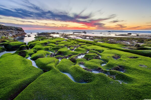 Green moss on the shore with a beautiful sunset