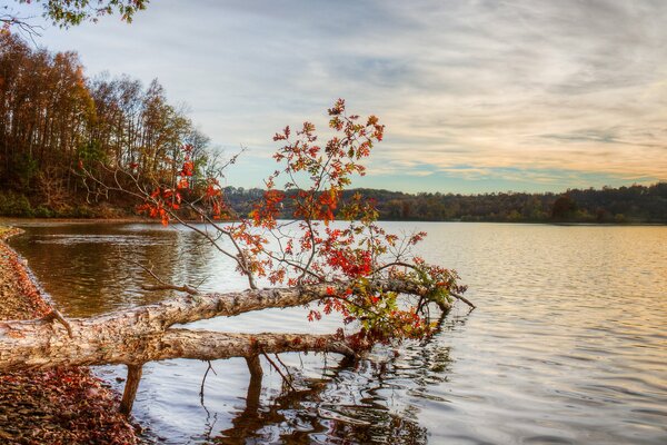 Paysage de rivière automne avec des feuilles rouges