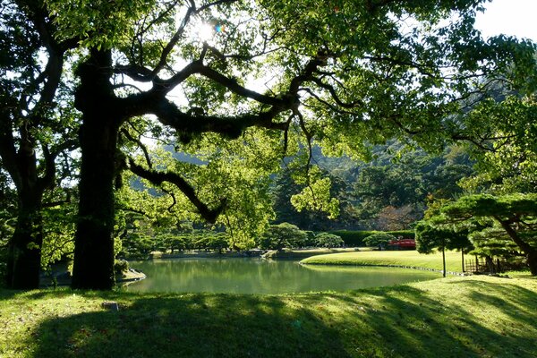 Journée ensoleillée dans le parc japonais