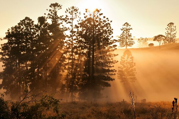 Natur im Sonnenlicht