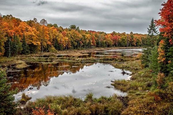 Parc provincial nuageux sur les rives d un lac marécageux