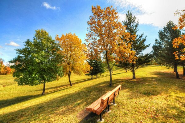 Необыкновенная осень в парке с желтеющей травой