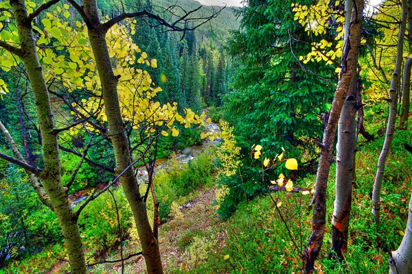 Forêt d automne avec des arbres fabuleux