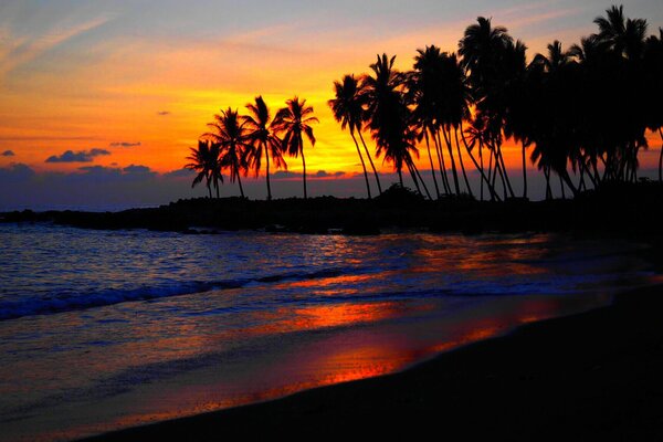 Night landscape palm trees above the clouds