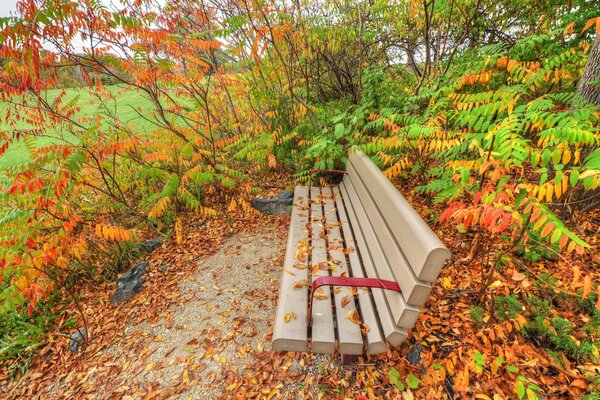 A bench in autumn in leaves