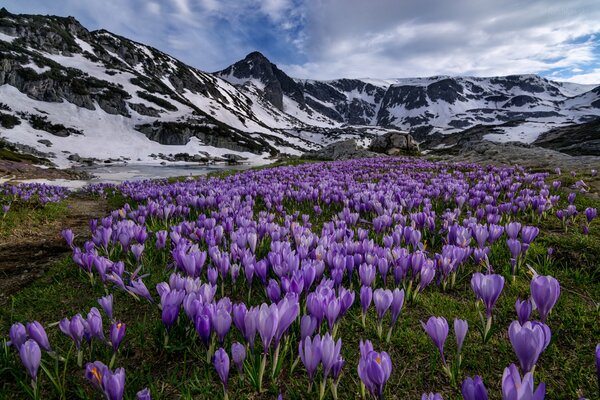 Crocus meadow in Rila National Park in Bulgaria