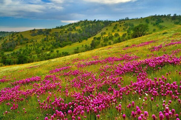 The slope from the mountain with bright flowers and fragrant grass