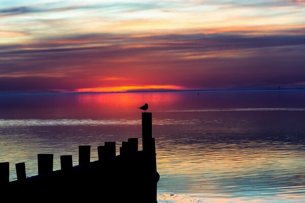 Pájaro al atardecer