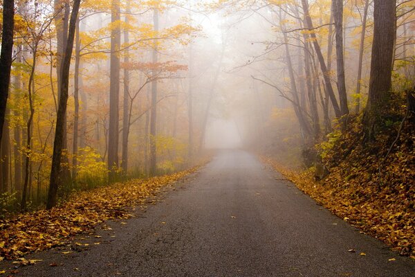 Landscape of autumn misty forest