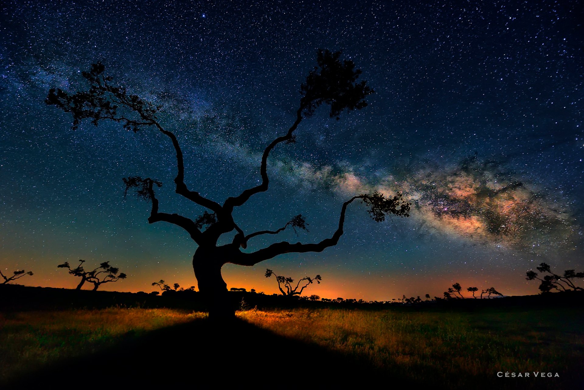 notte cielo stelle via lattea savana alberi