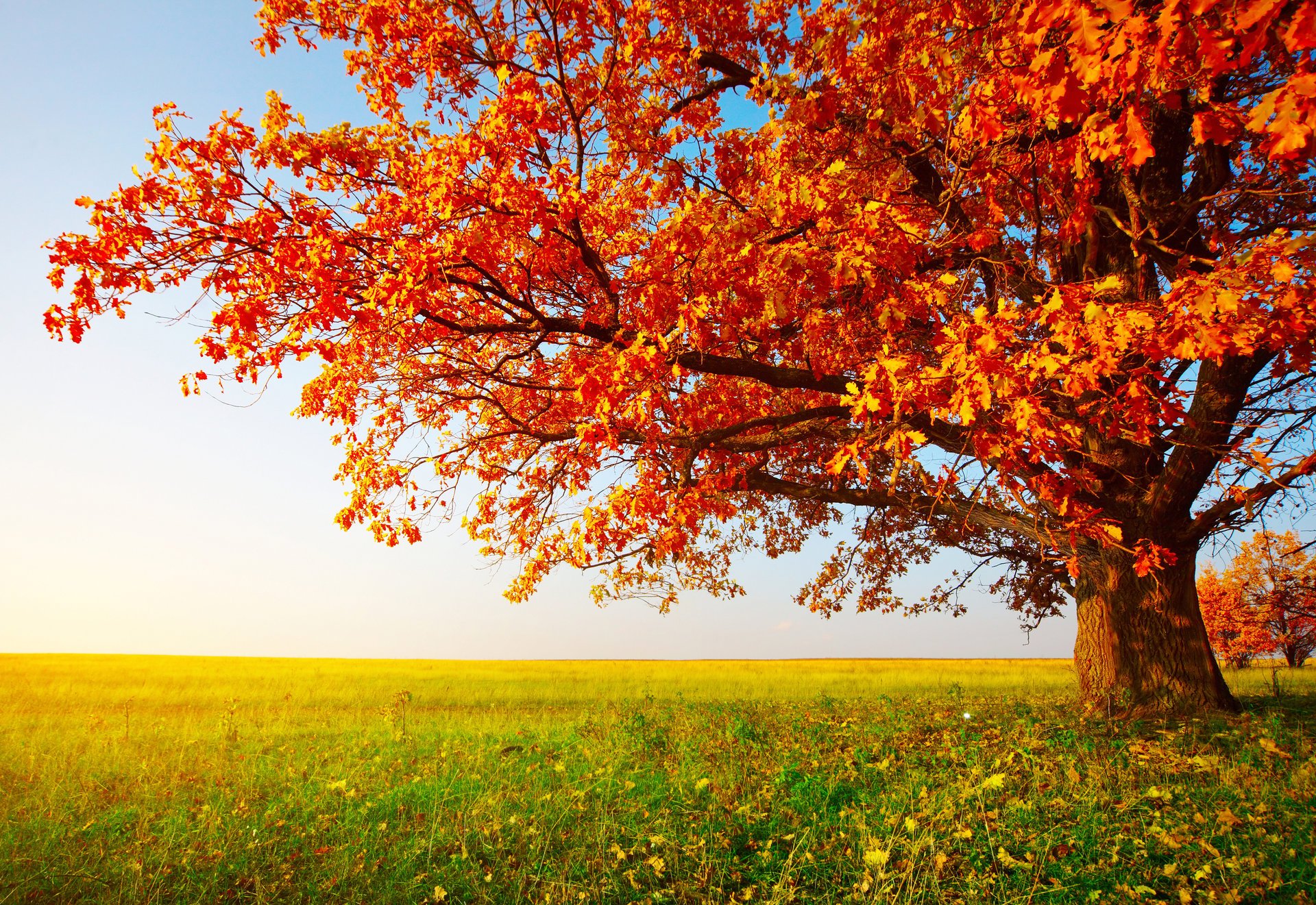 baum herbst himmel feld gras blätter