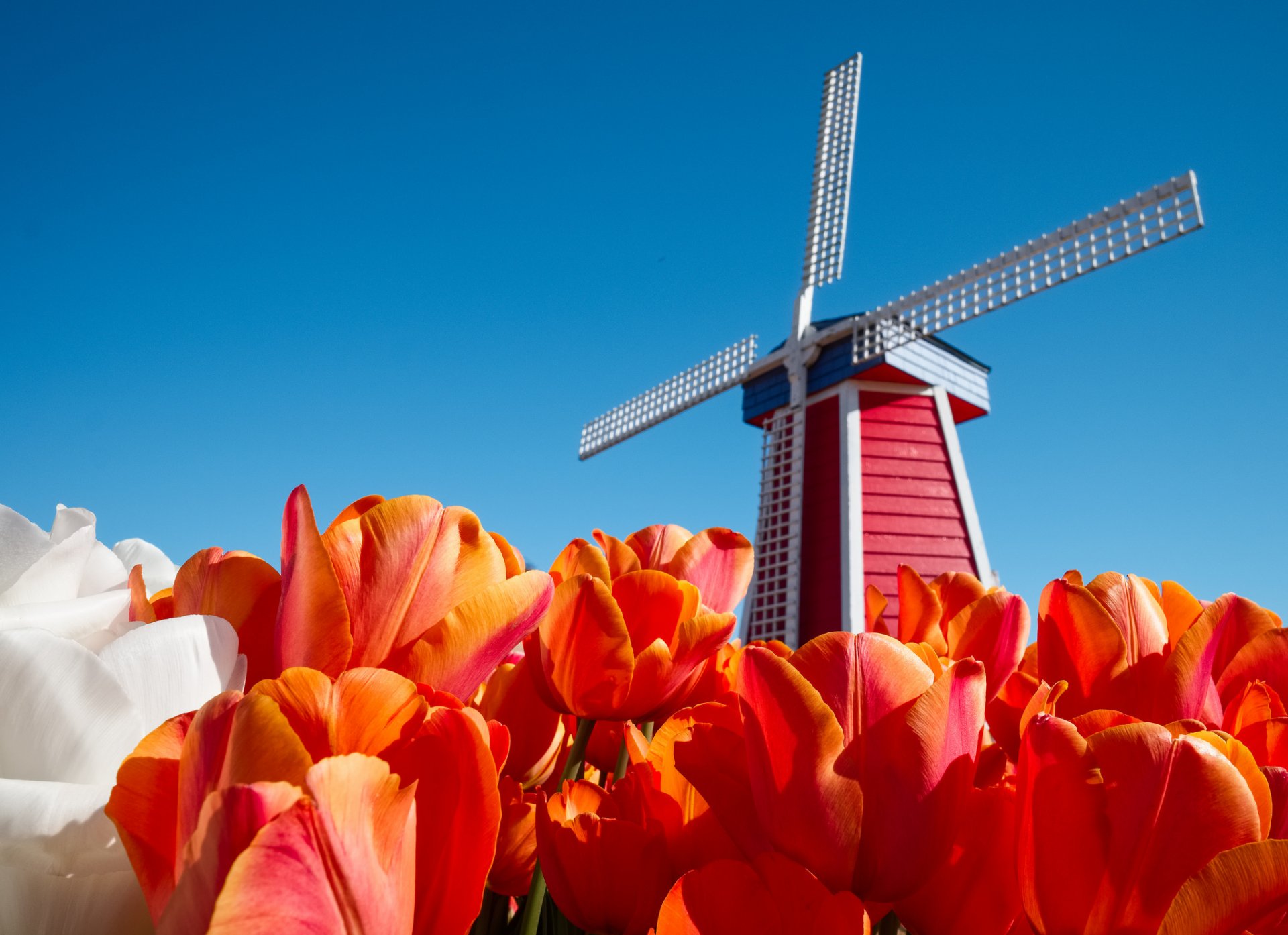 the netherlands sky flower tulips windmill