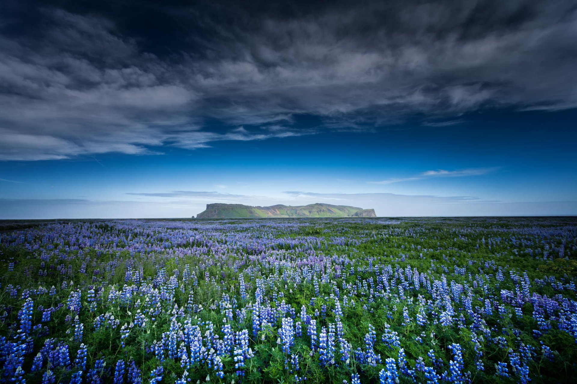 campo montañas flores naturaleza