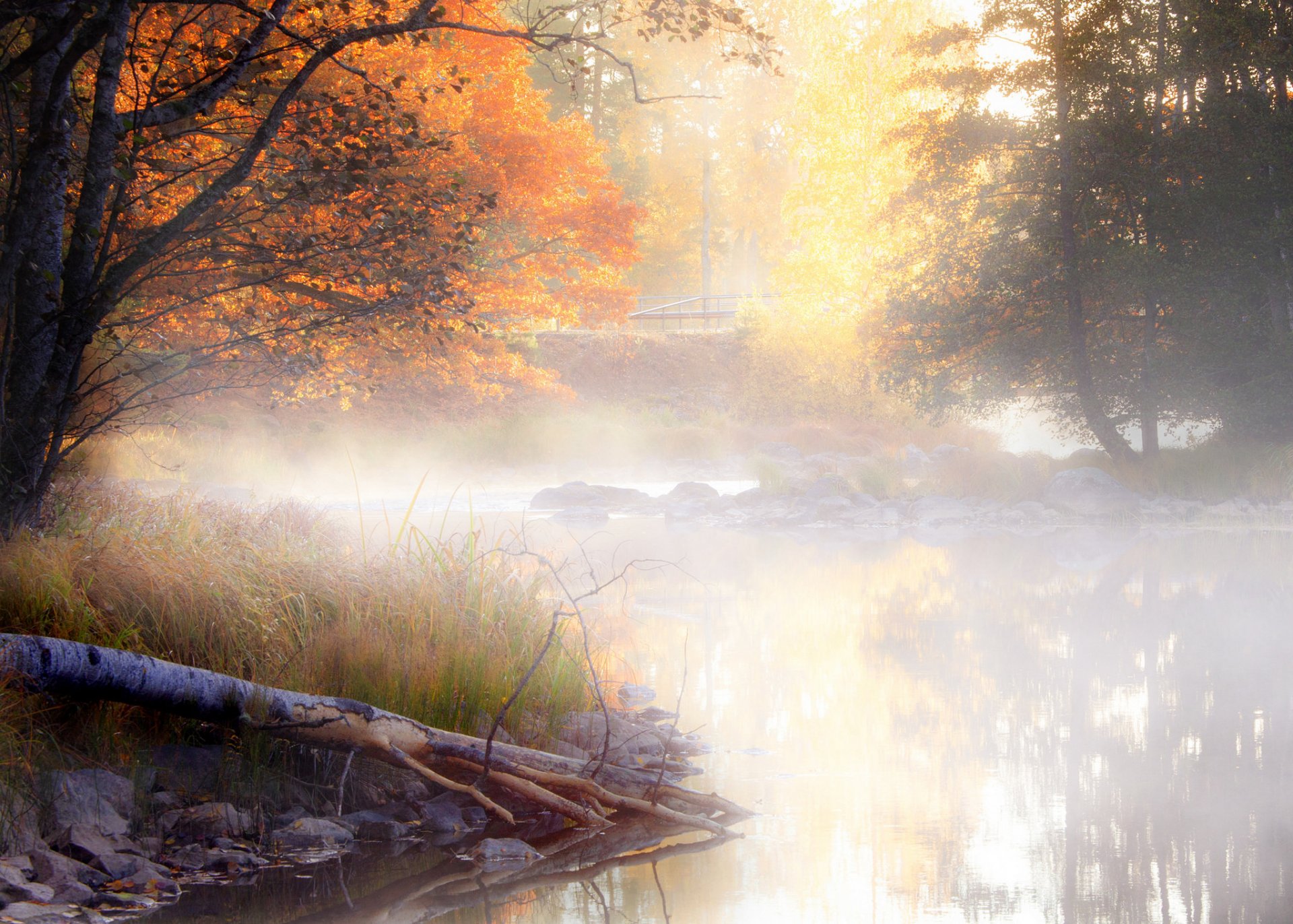 paysage nature arbres automne feuilles brouillard eau réflexion