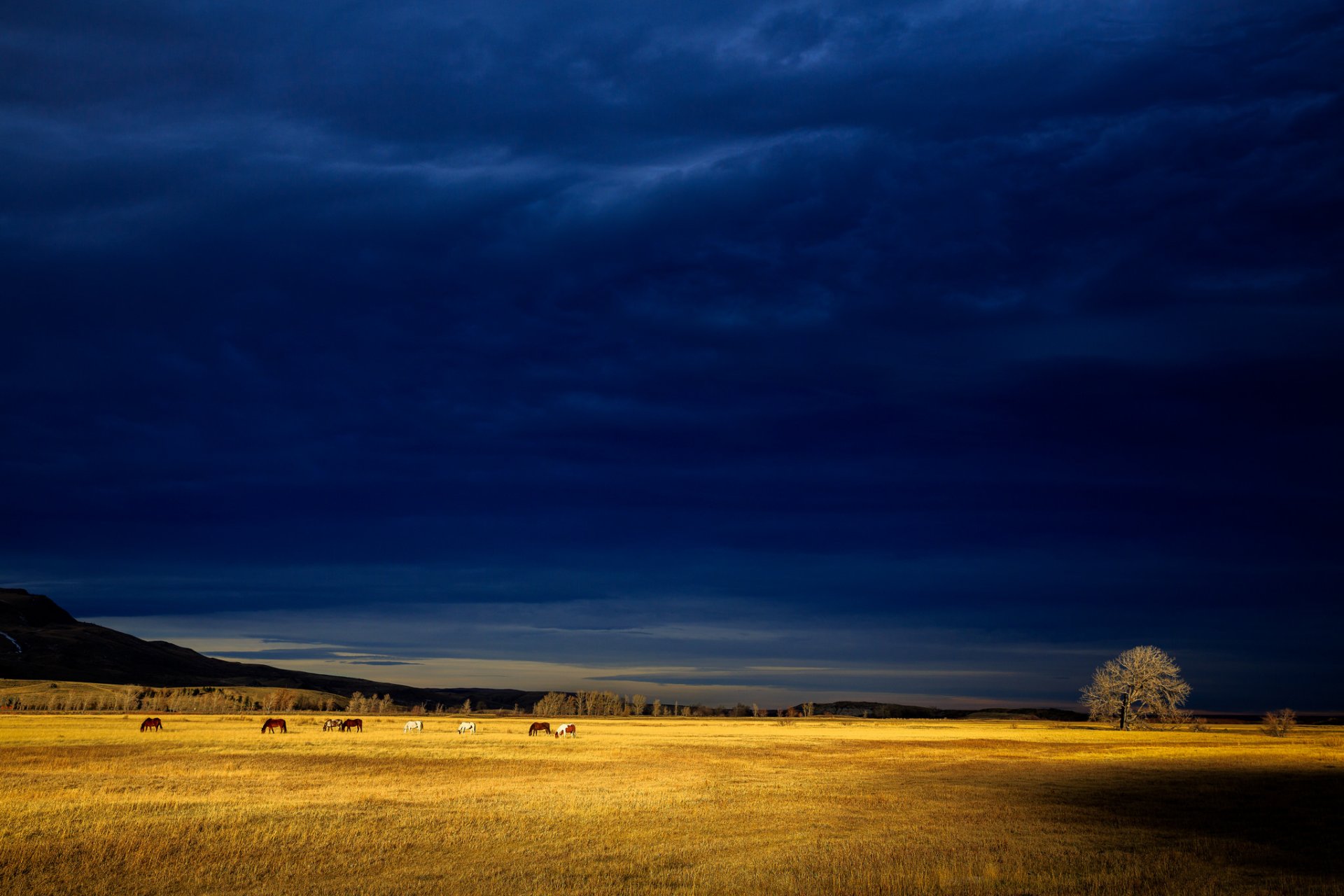 tormenta nubes grises campo caballos árbol colina luz