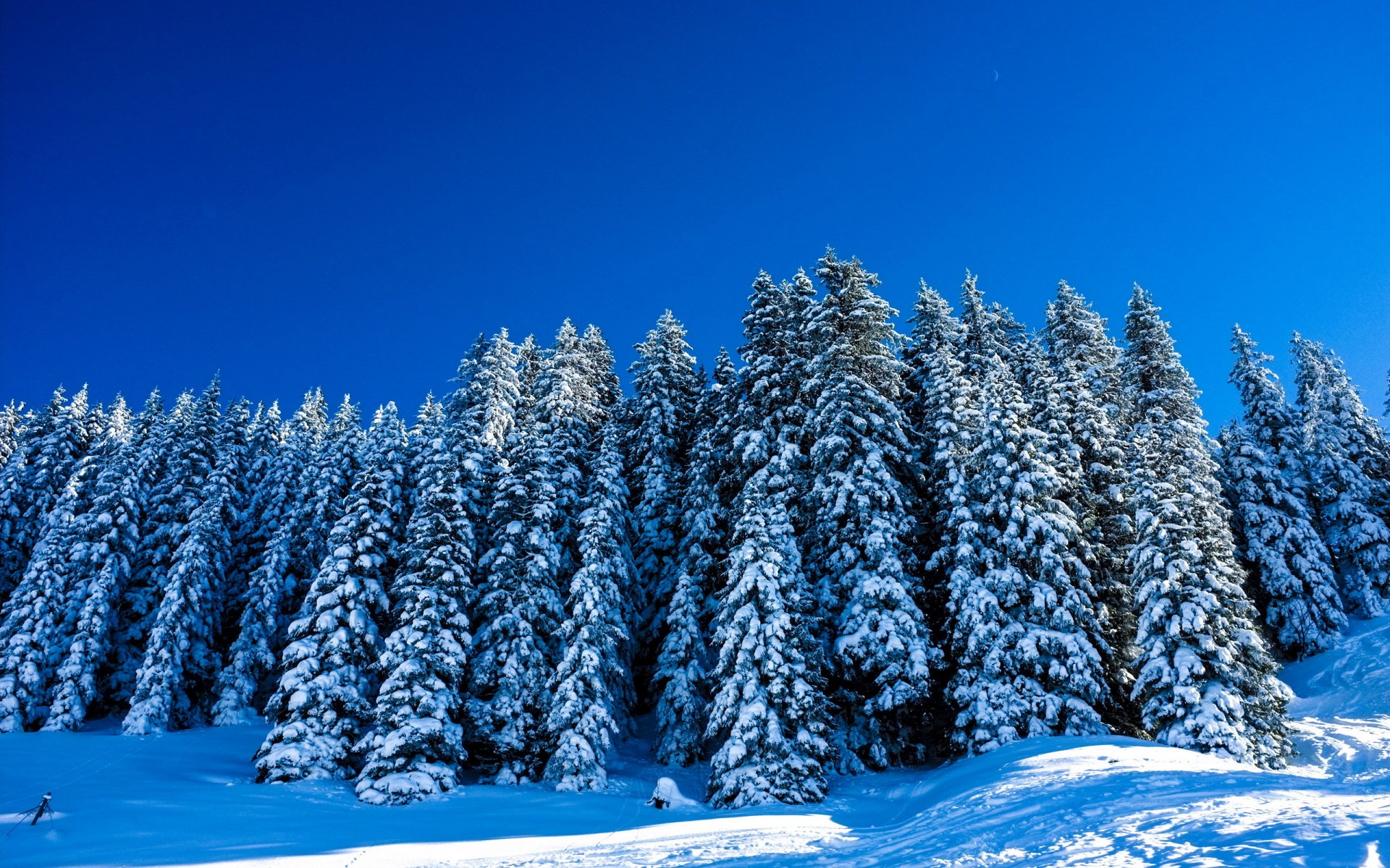 inverno alberi paesaggio