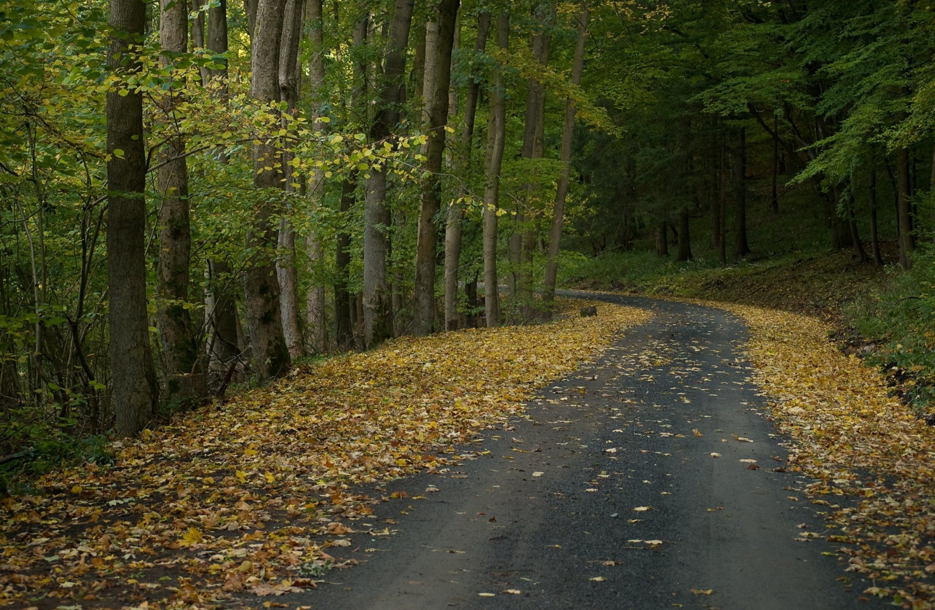 autunno foresta strada