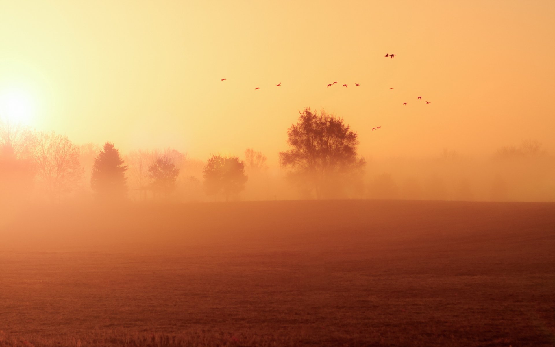 morning the field fog landscape