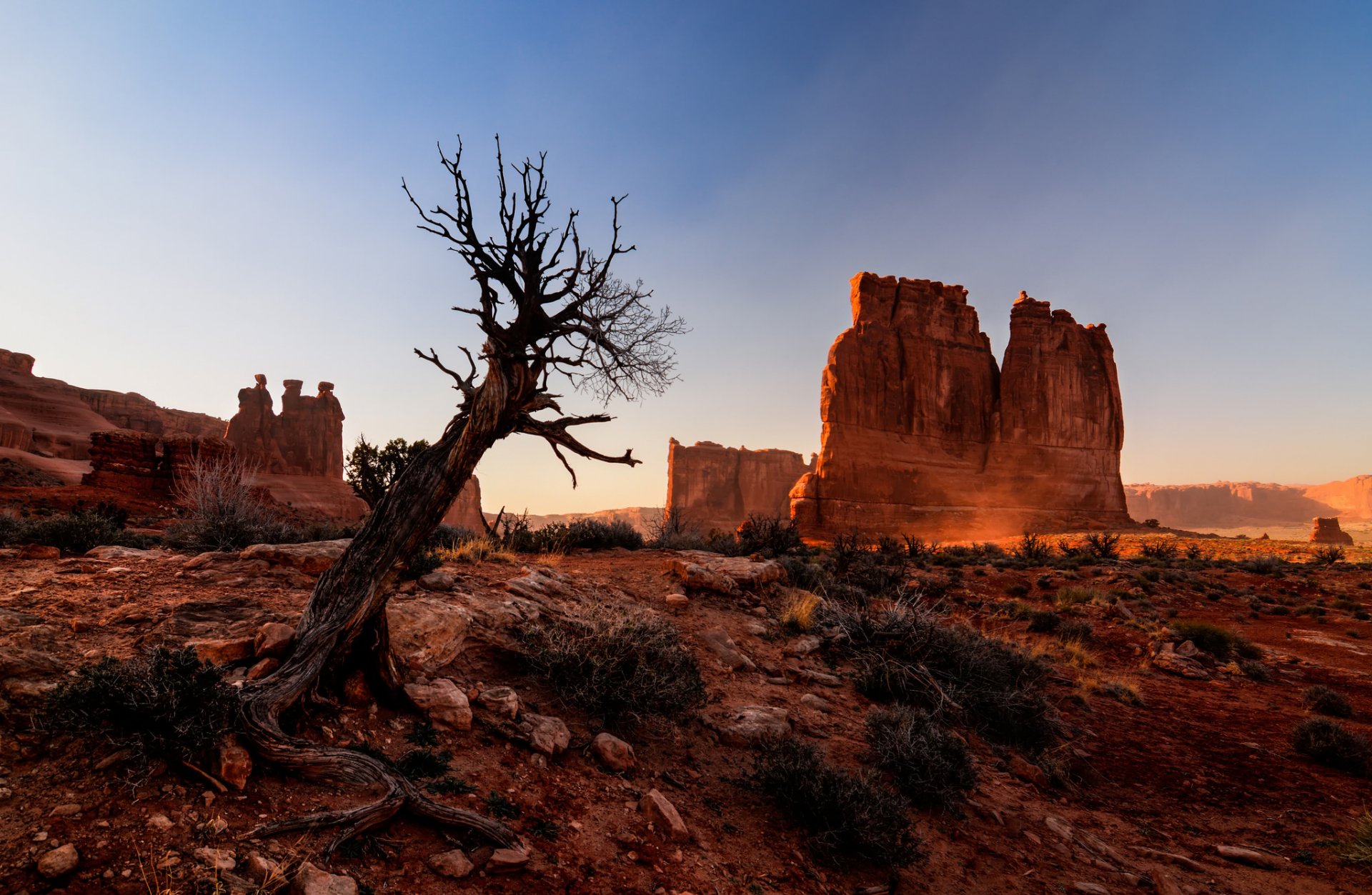 arch national park utah usa arch national park canyon felsen baum wüste natur