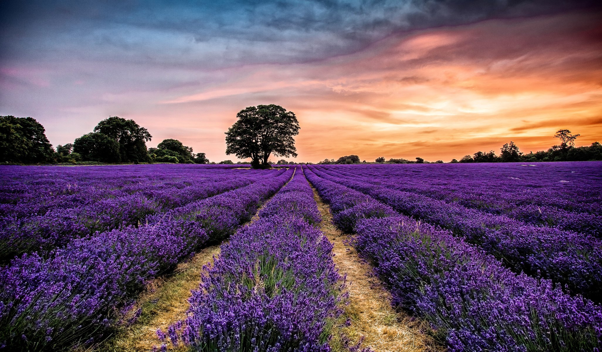 cielo nubes puesta de sol árbol flores lavanda