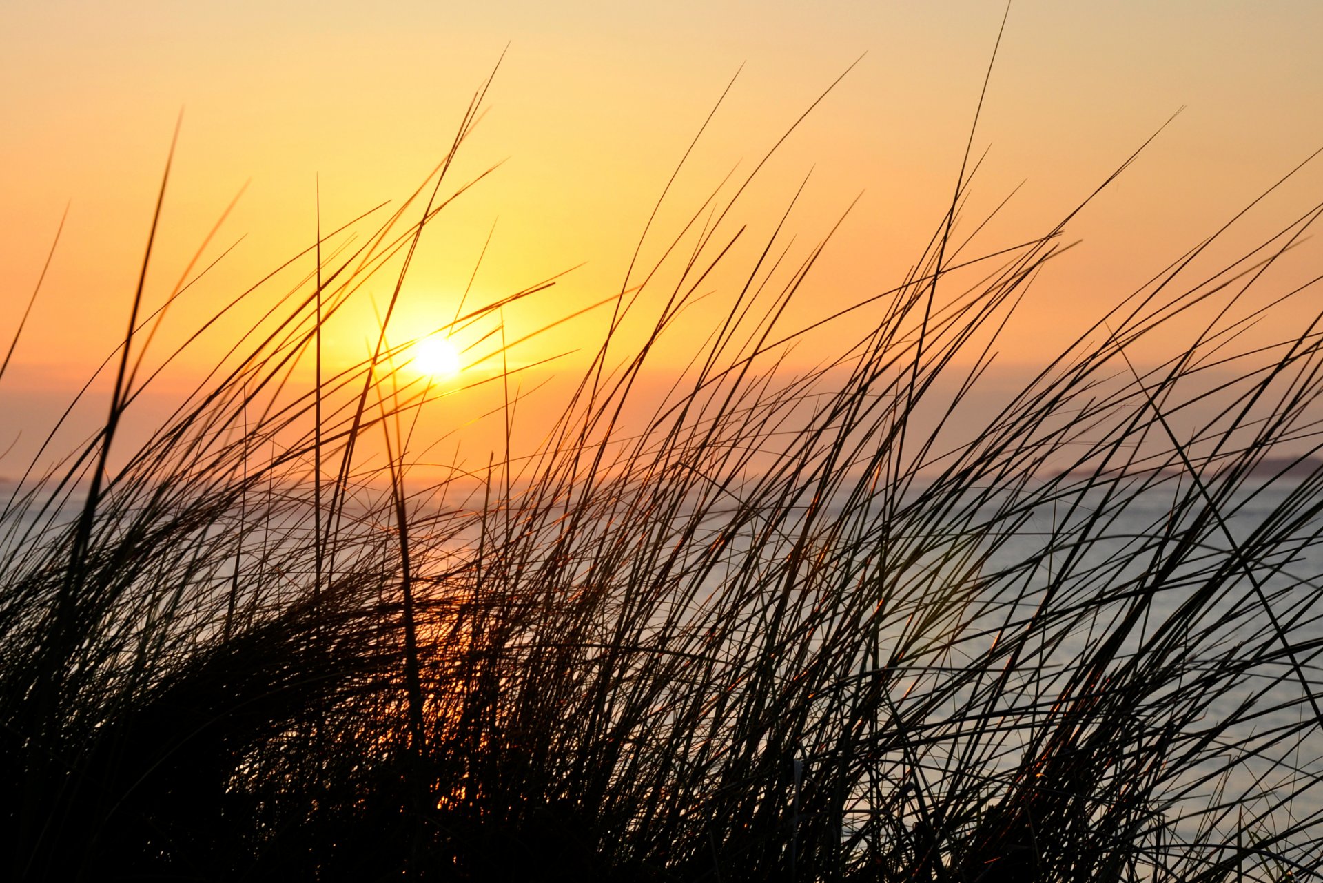 ciel coucher de soleil herbe plante gros plan