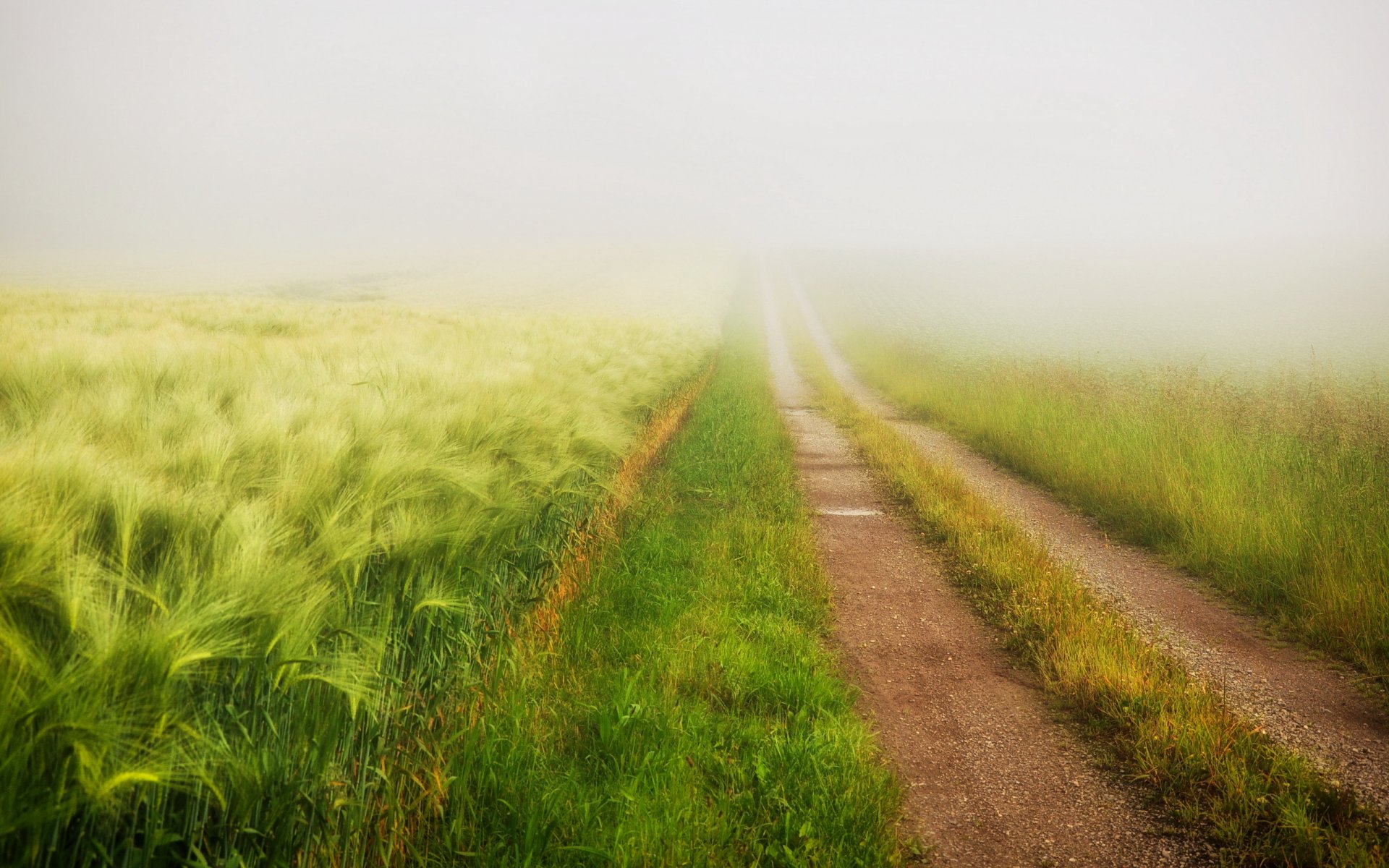 strada campo estate nebbia