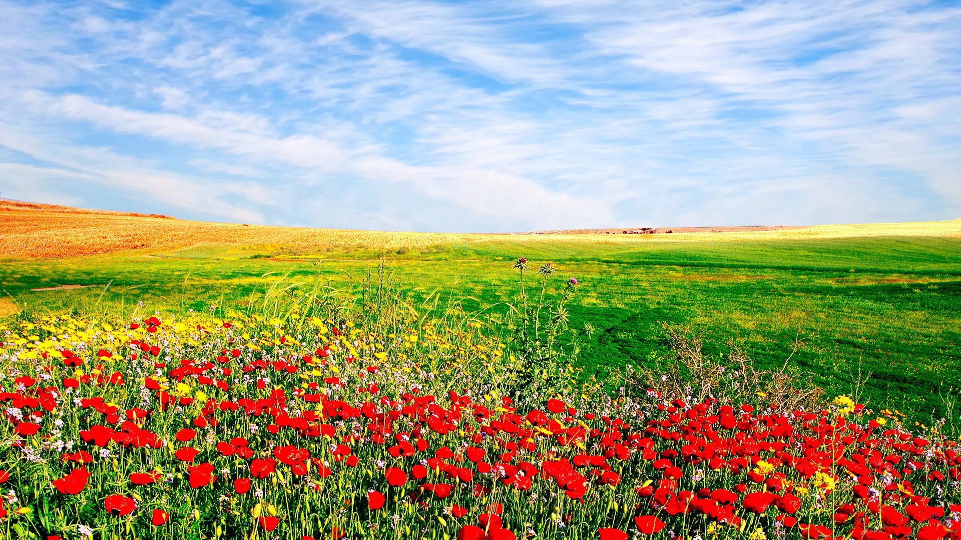 the field plain green flower sky clouds nature the distance horizon gra