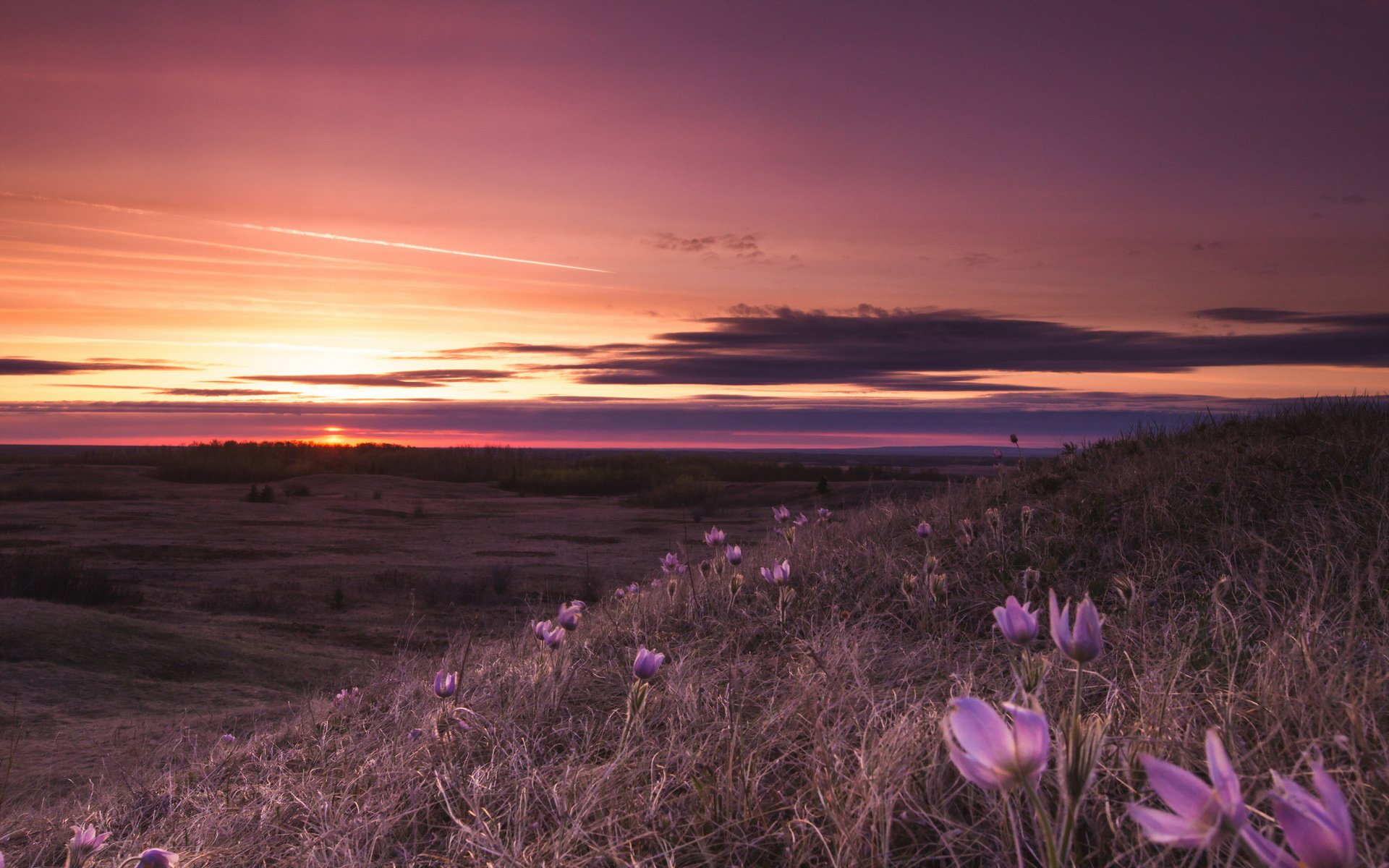 nacht feld blumen landschaft