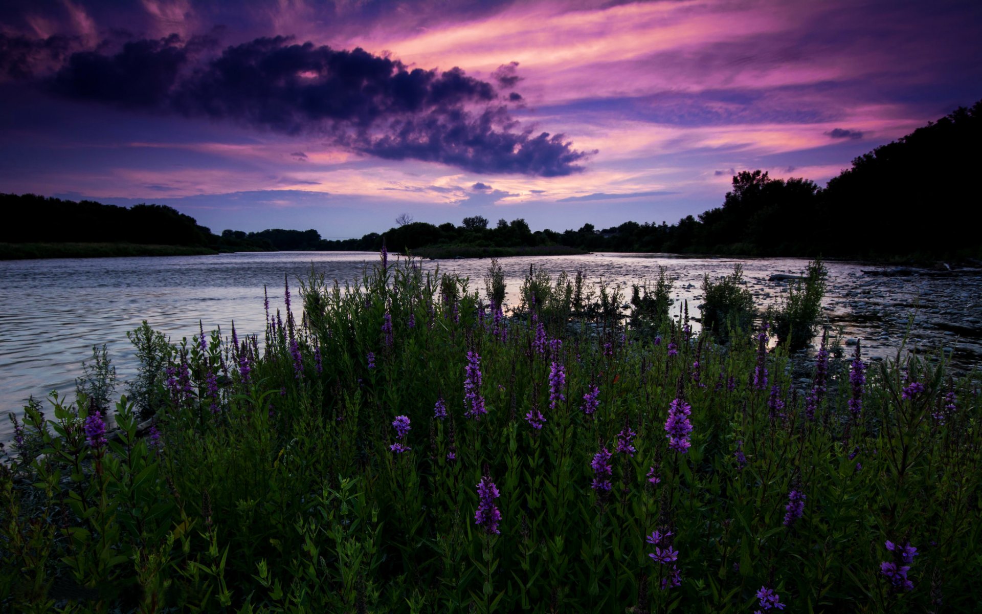 kanada ontario abend sonnenuntergang himmel fluss blumen feld bäume natur