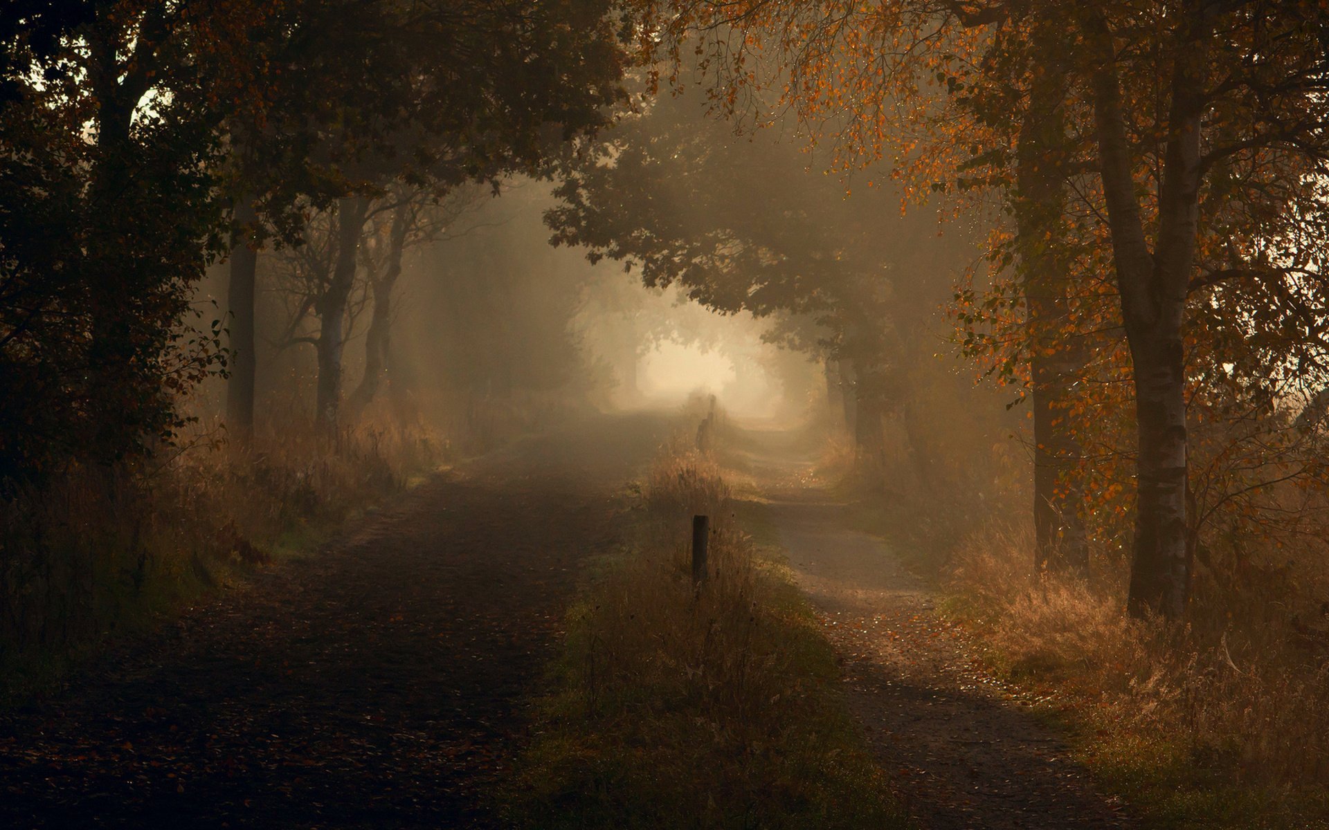 niebla carretera otoño bosque