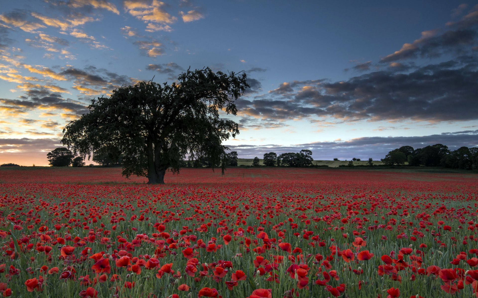 soirée champ coquelicots arbre paysage