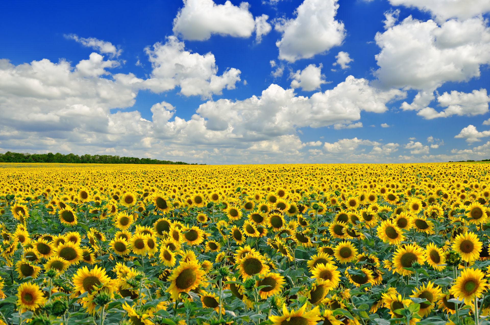 campo flores girasoles árboles cielo nubes