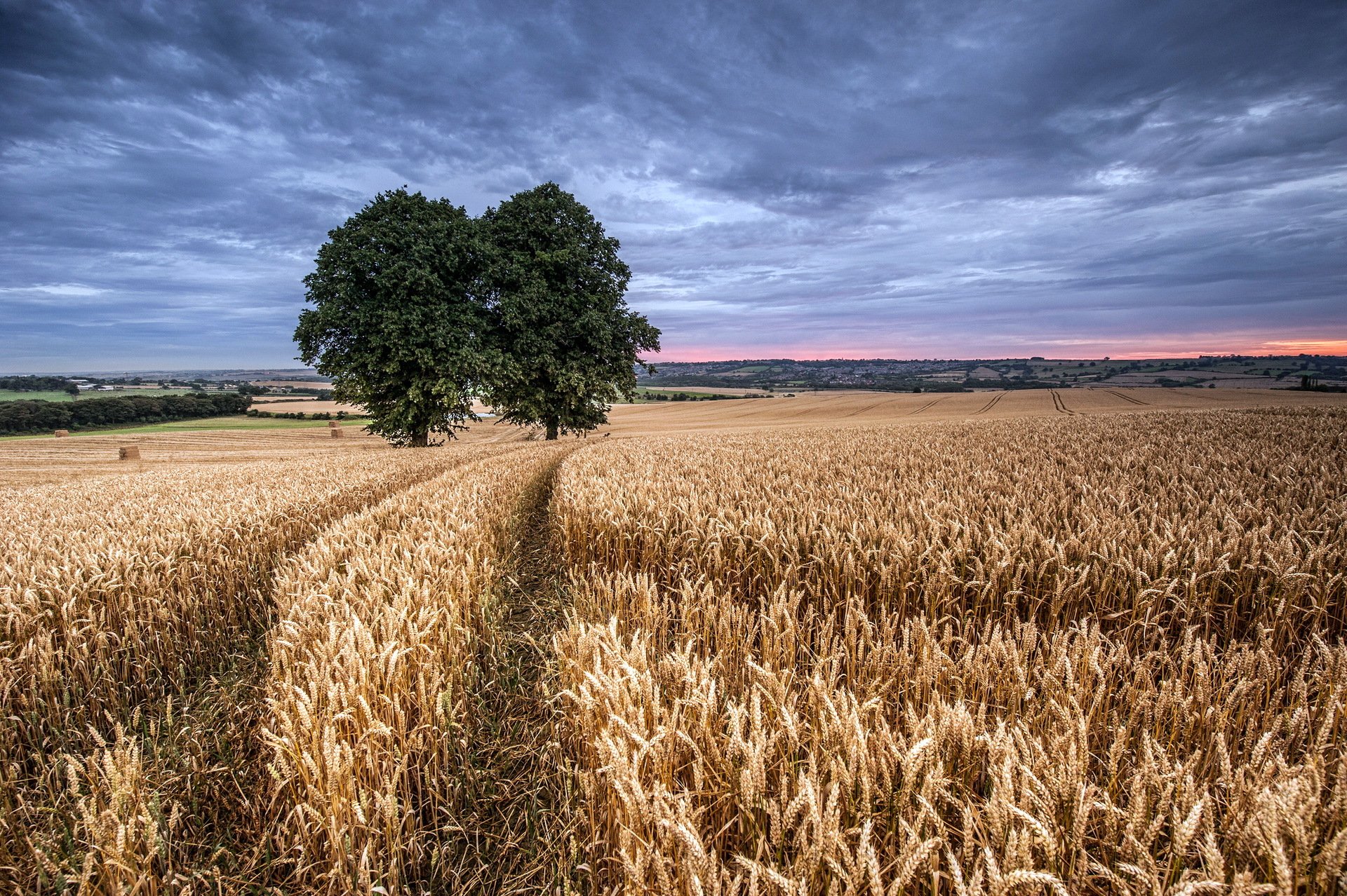 champ épis arbre paysage