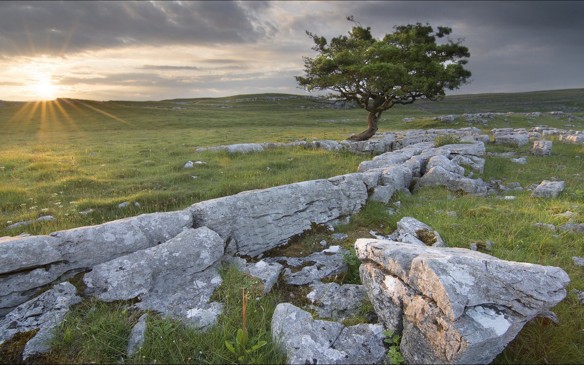 feld steine baum landschaft