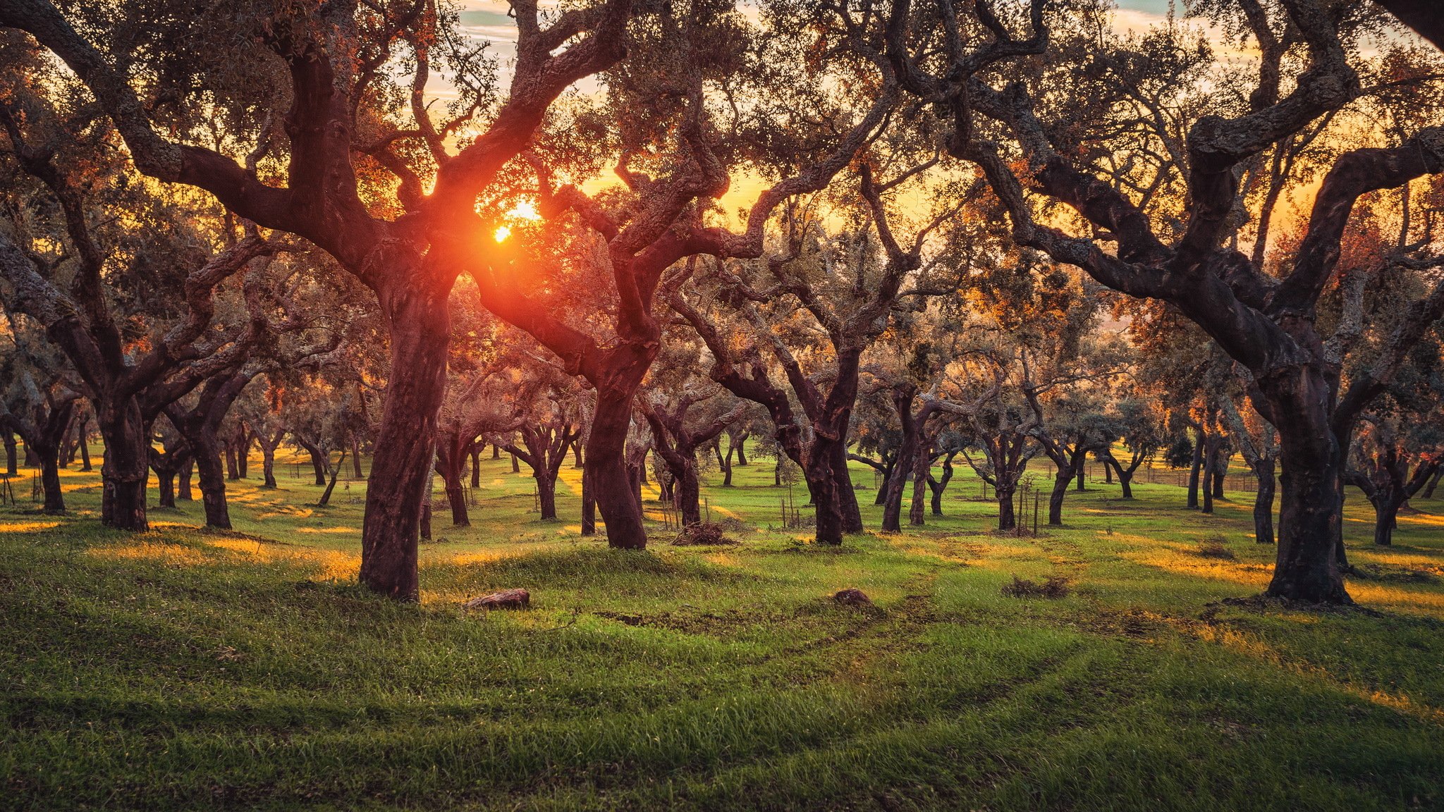 alberi sughero querce portogallo piantagione tramonto