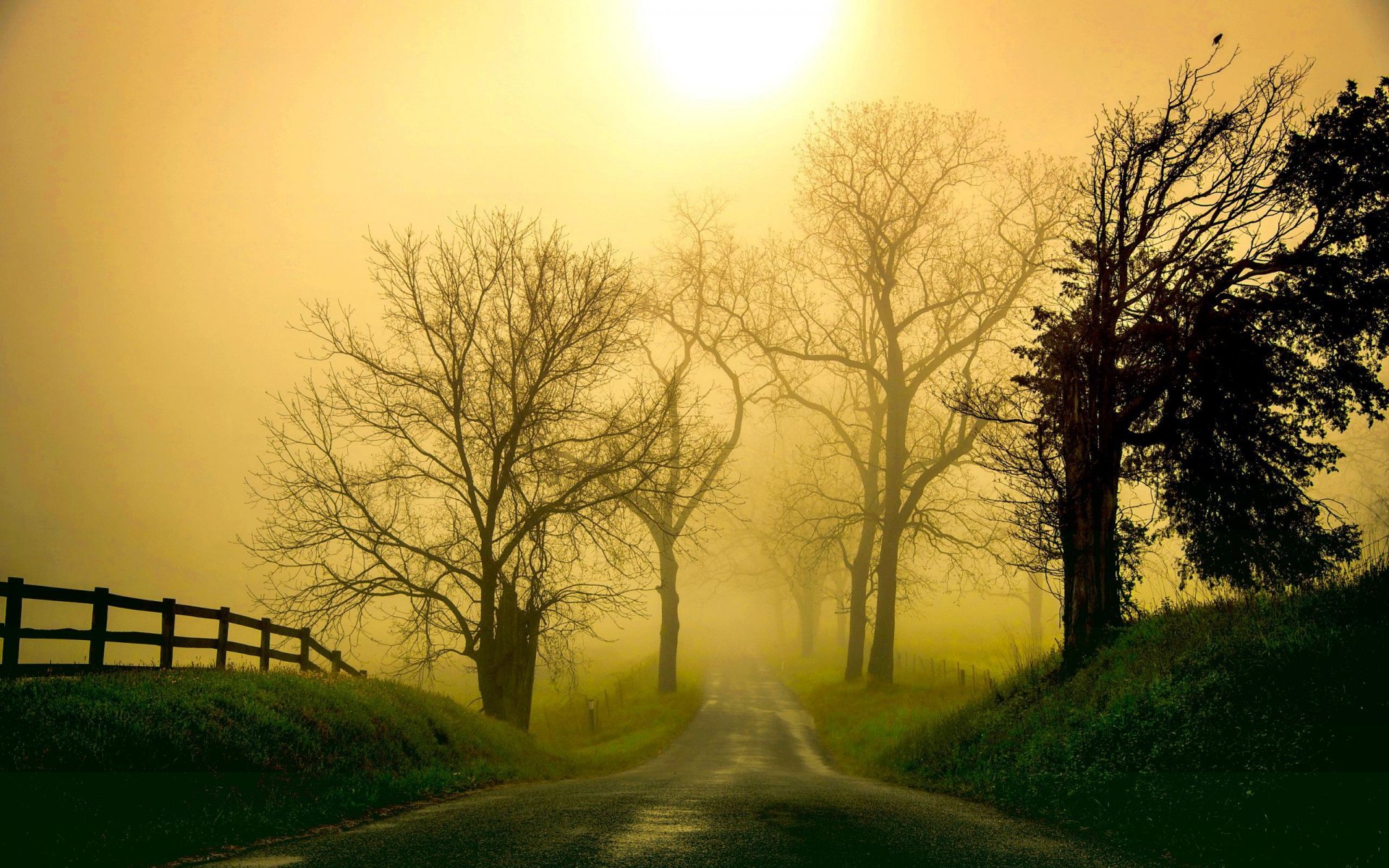 matin brume brouillard arbres paysage nature