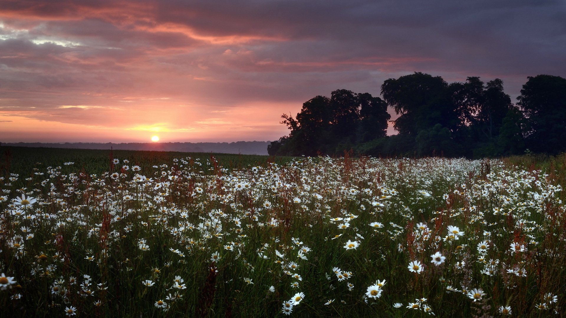 tramonto campo margherite natura paesaggio