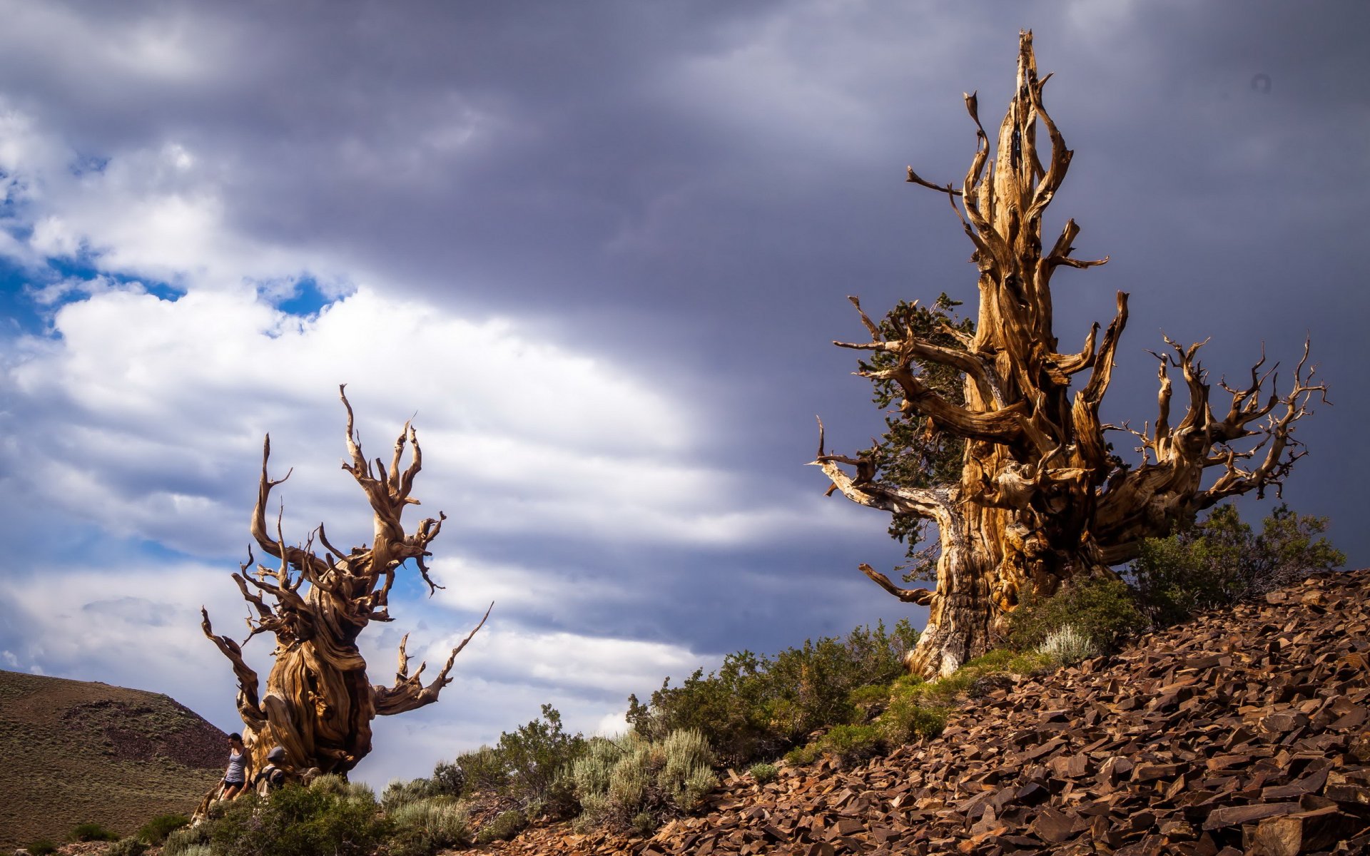 pinos bristlecone en las montañas blancas inyo california