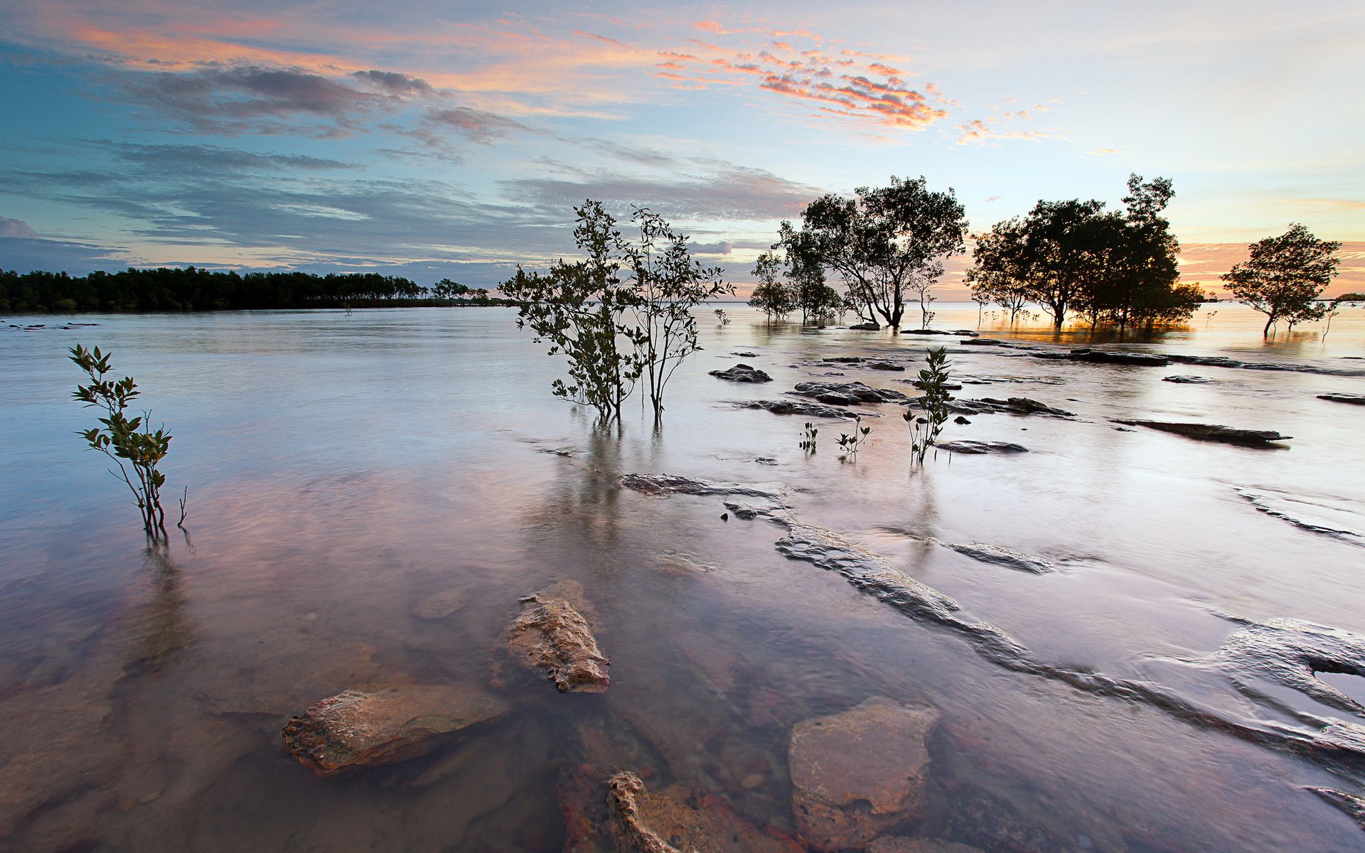 river tree nature landscape summer