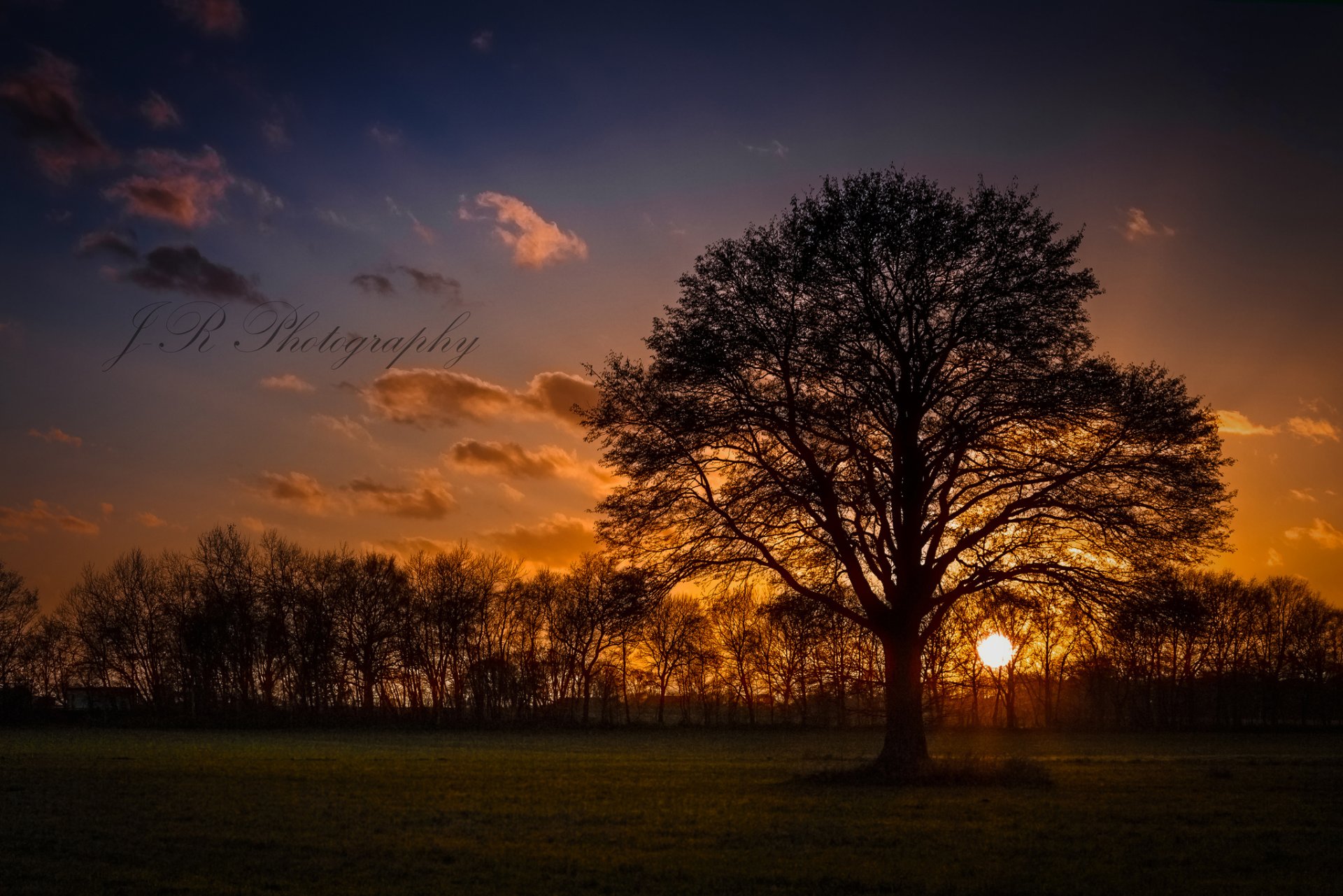 trees tree sun sunset