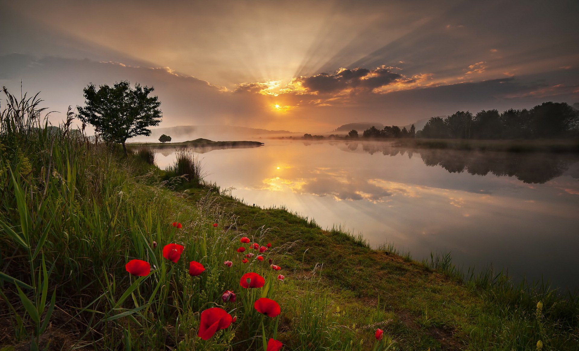 mattina fiume papaveri