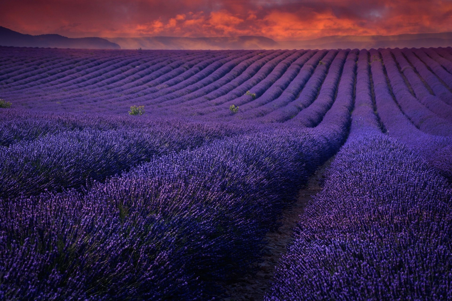 champ fleurs lilas lavande ciel coucher de soleil