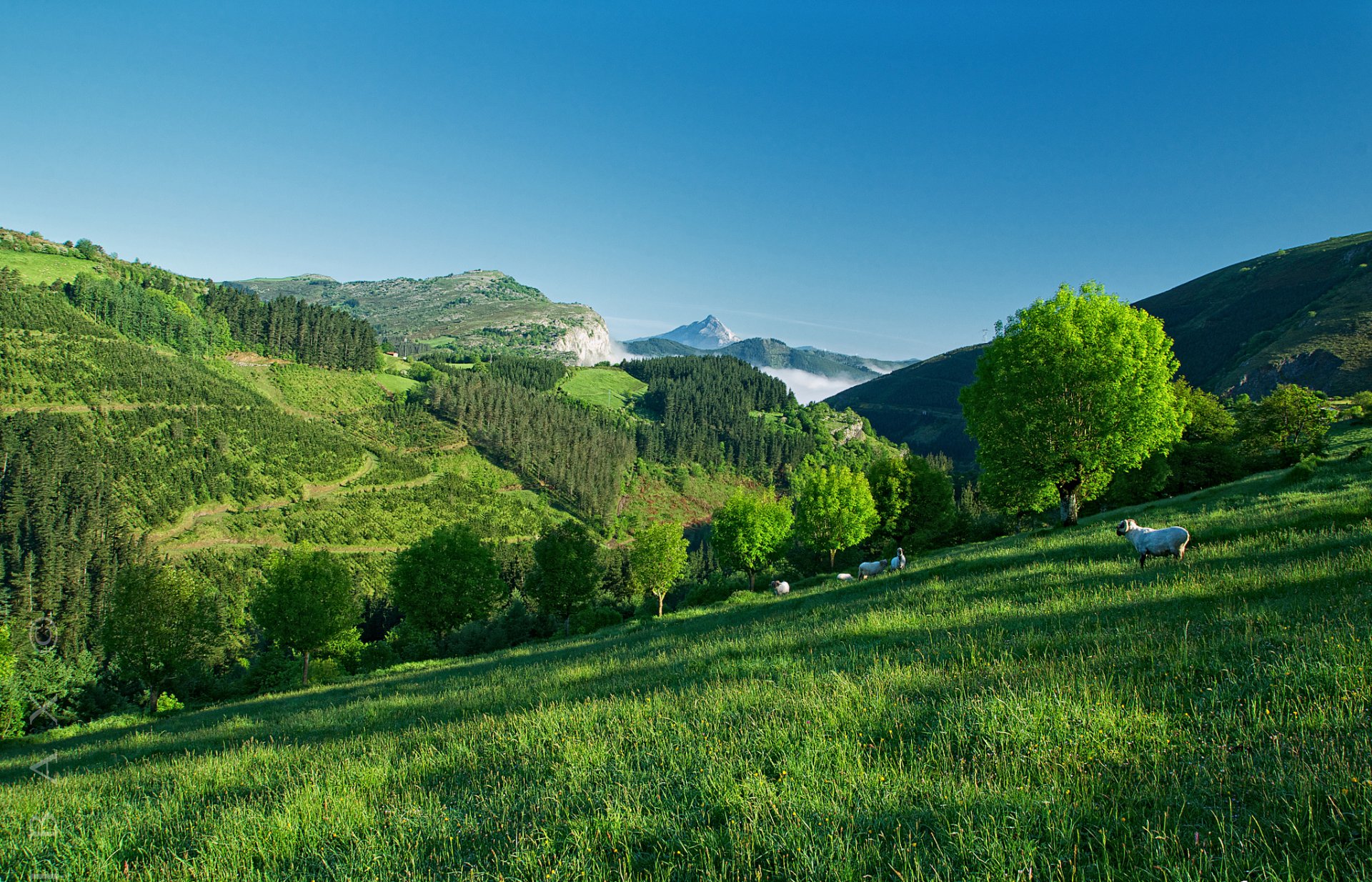 himmel berge bäume gras schafe hang