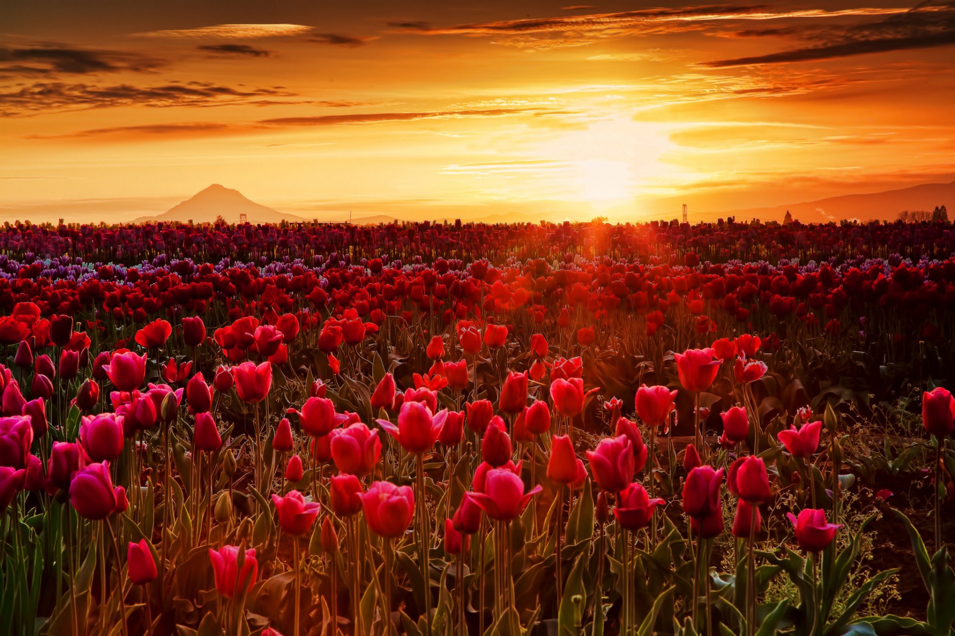 ciel nuages soleil coucher de soleil rayons montagne champ prairie fleurs tulipes