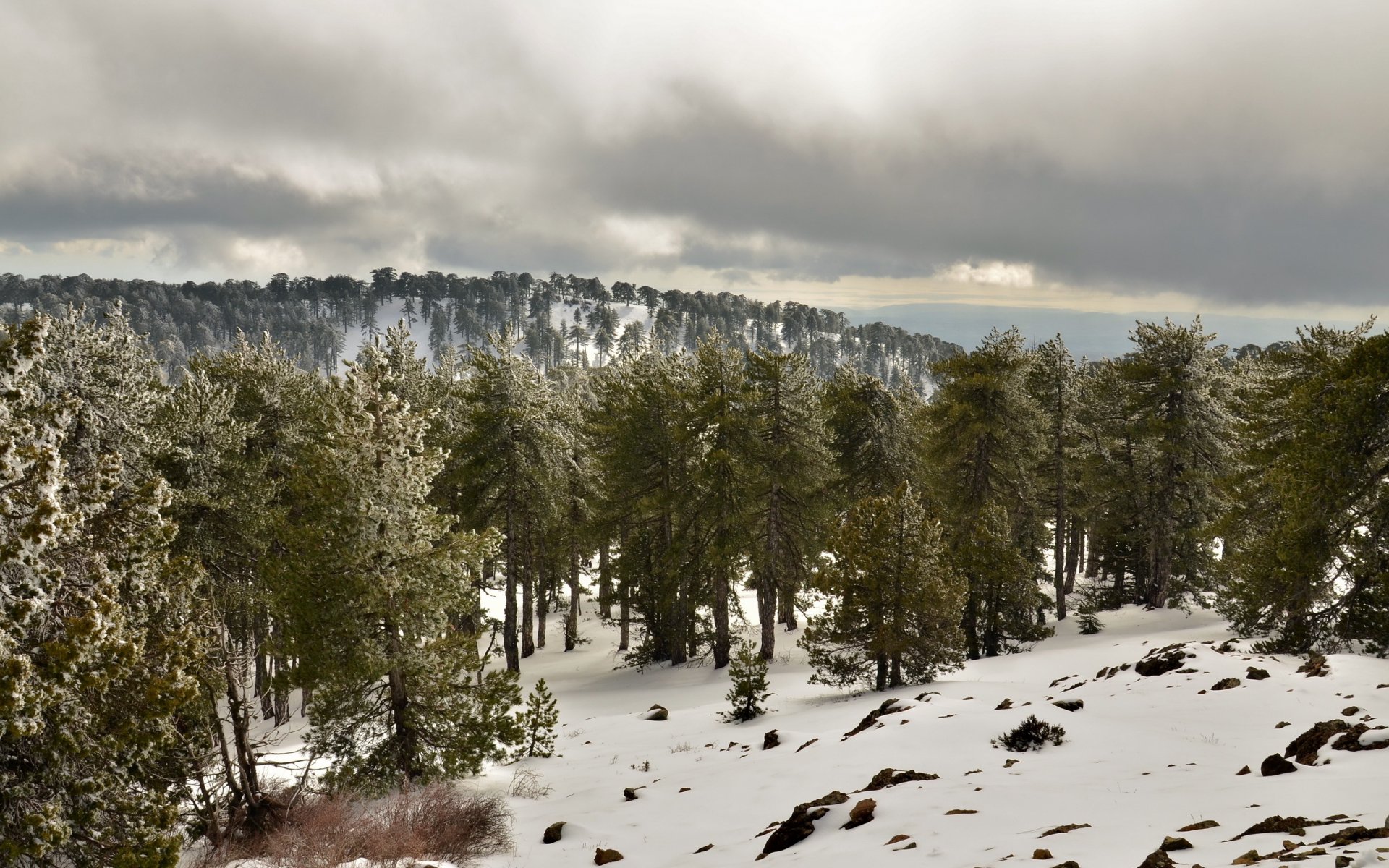 mountain forest landscape