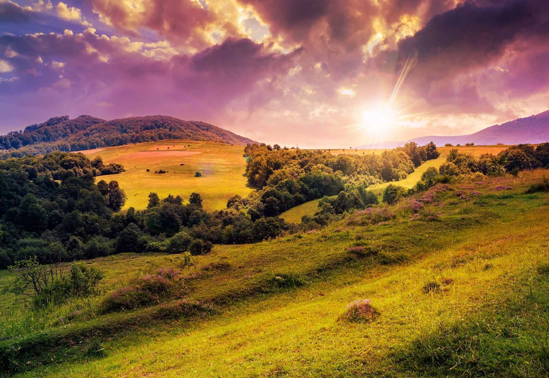 hügel bäume lichtung blumen sonne natur rasen wiese