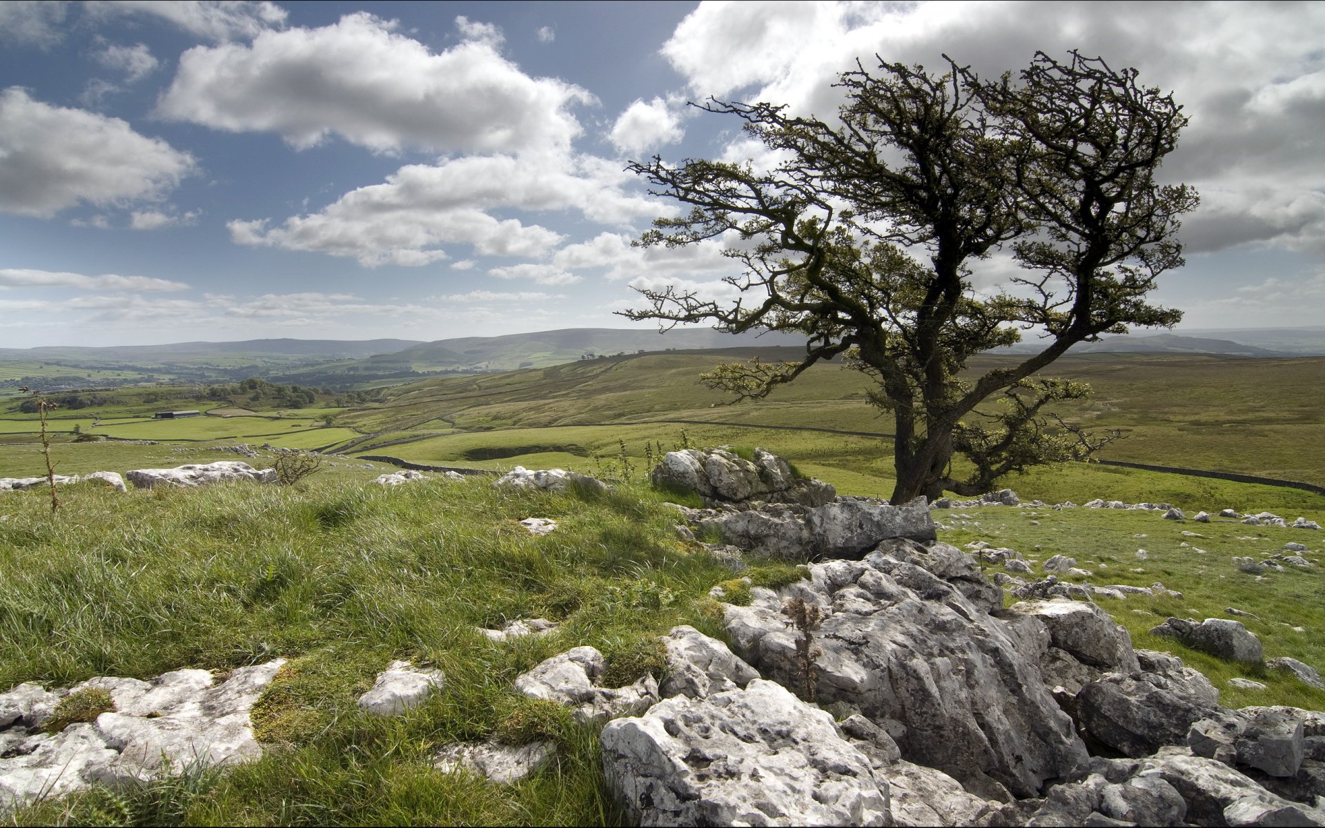 champ pierres arbre paysage