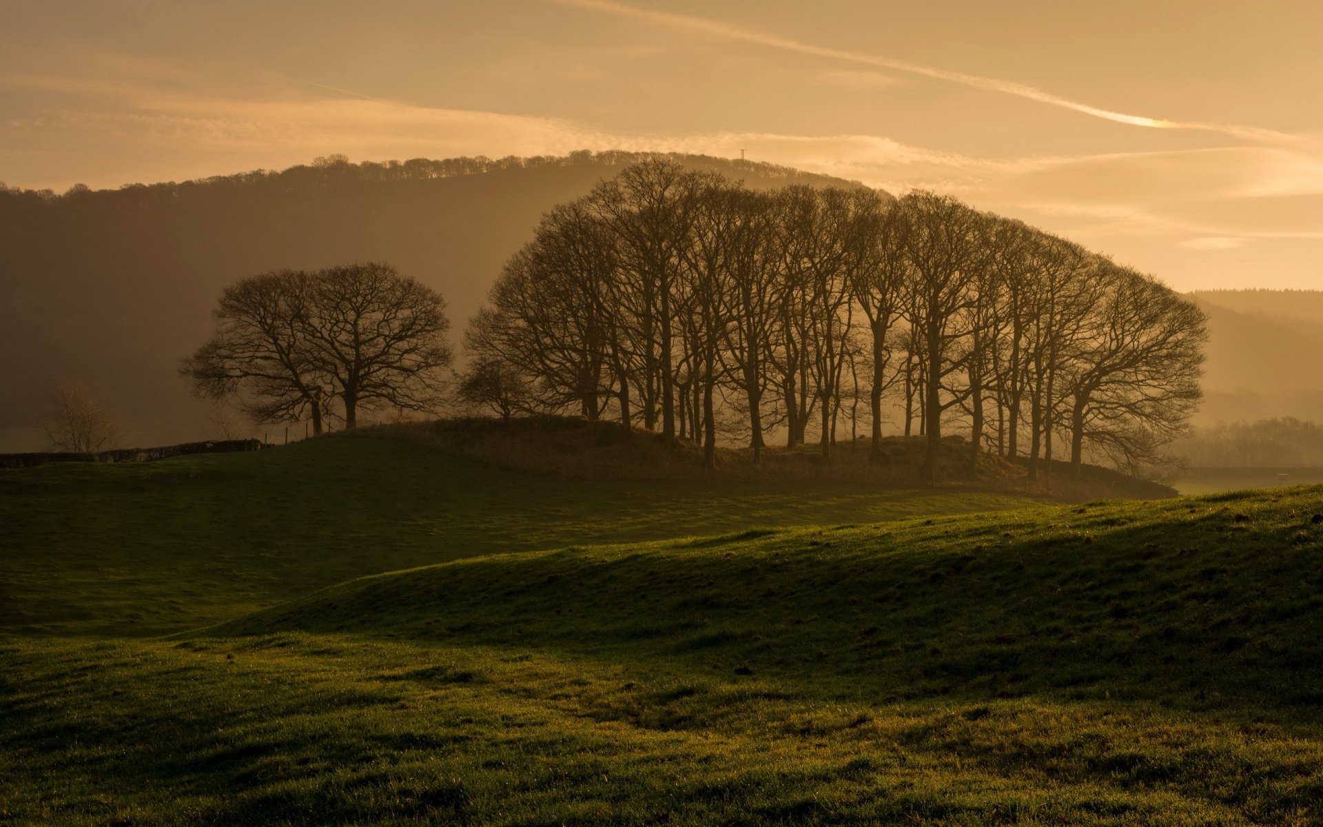 campo alberi mattina paesaggio