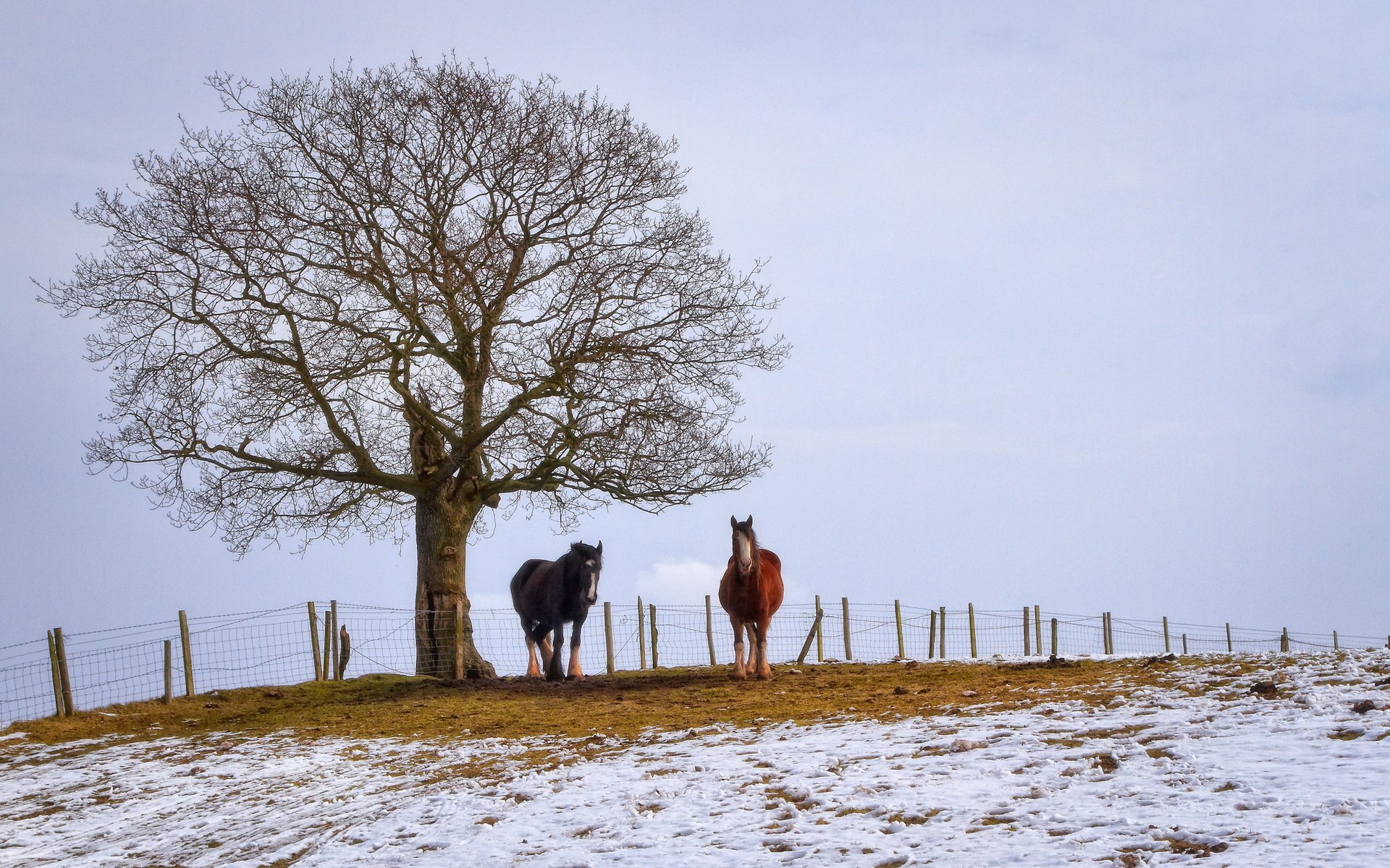 campo caballos invierno