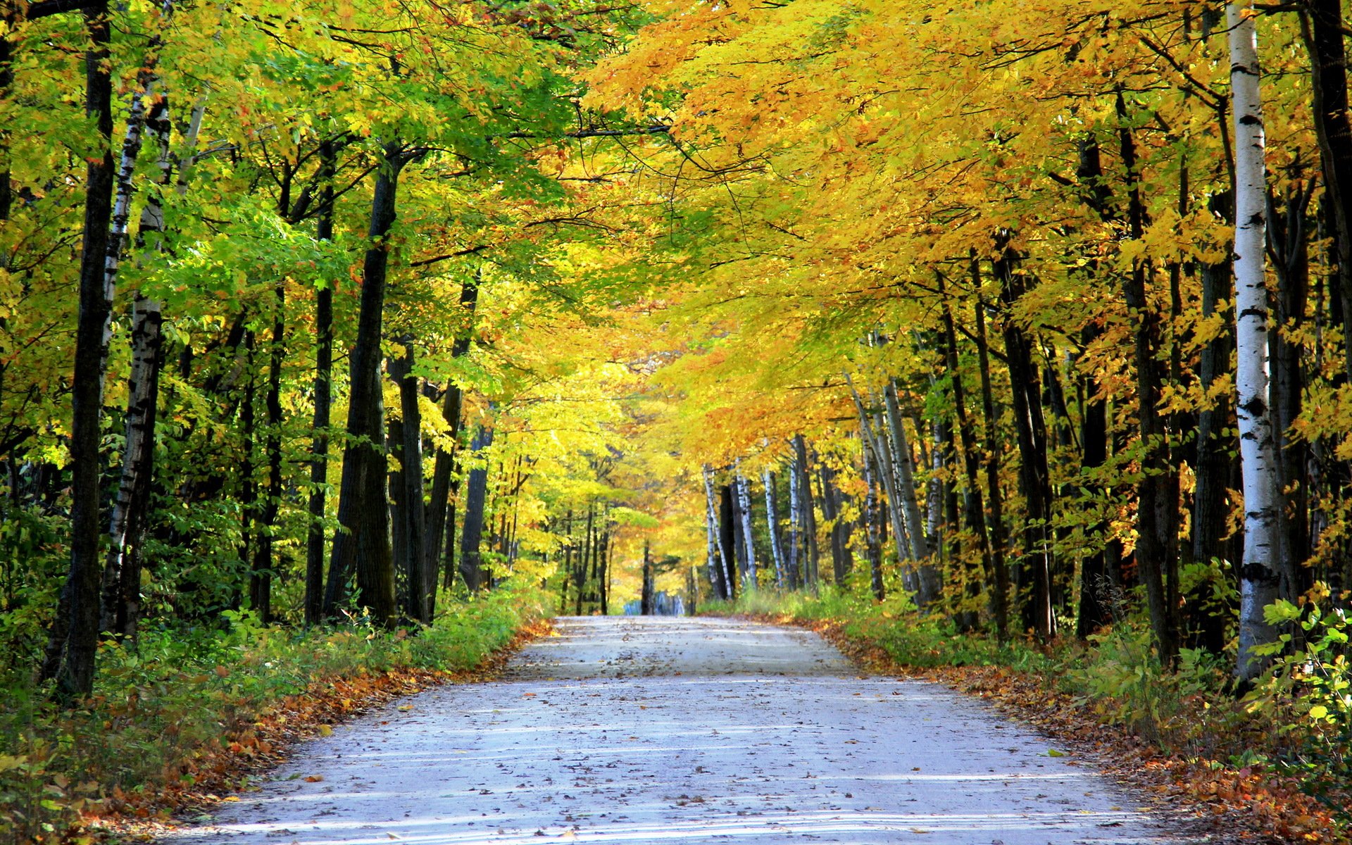 straße herbst landschaft